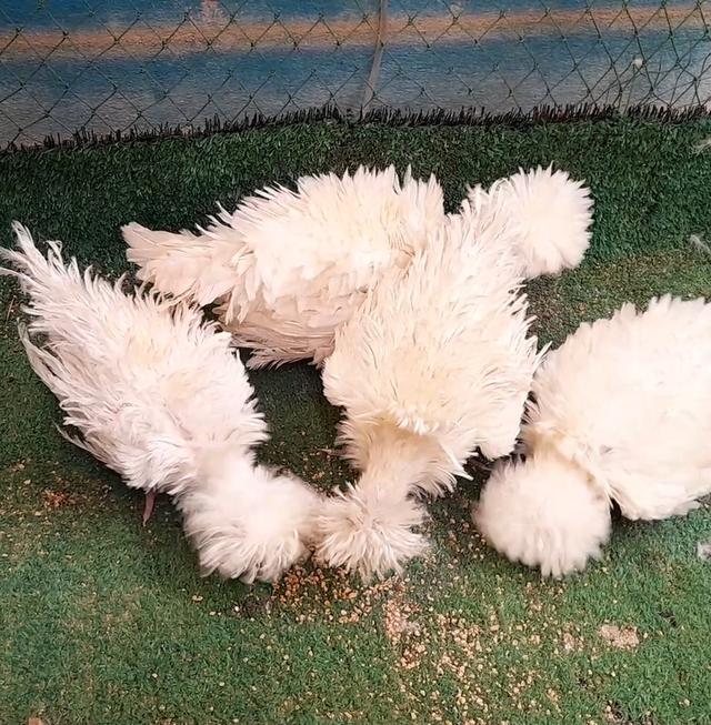 ไก่โปแลนด์ขนกลับสีขาวชุด4ตัวผู้1เมีย3"ส่งฟรีทั่วไทย" รูปที่ 7
