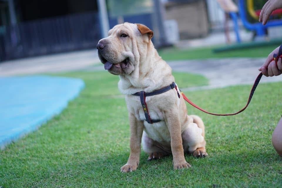 ขายสุนัขพันธุ์ Shar Pei 