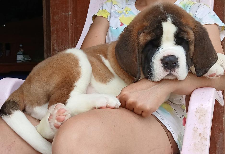 ลูกเซนต์เบอร์นาร์ด 1