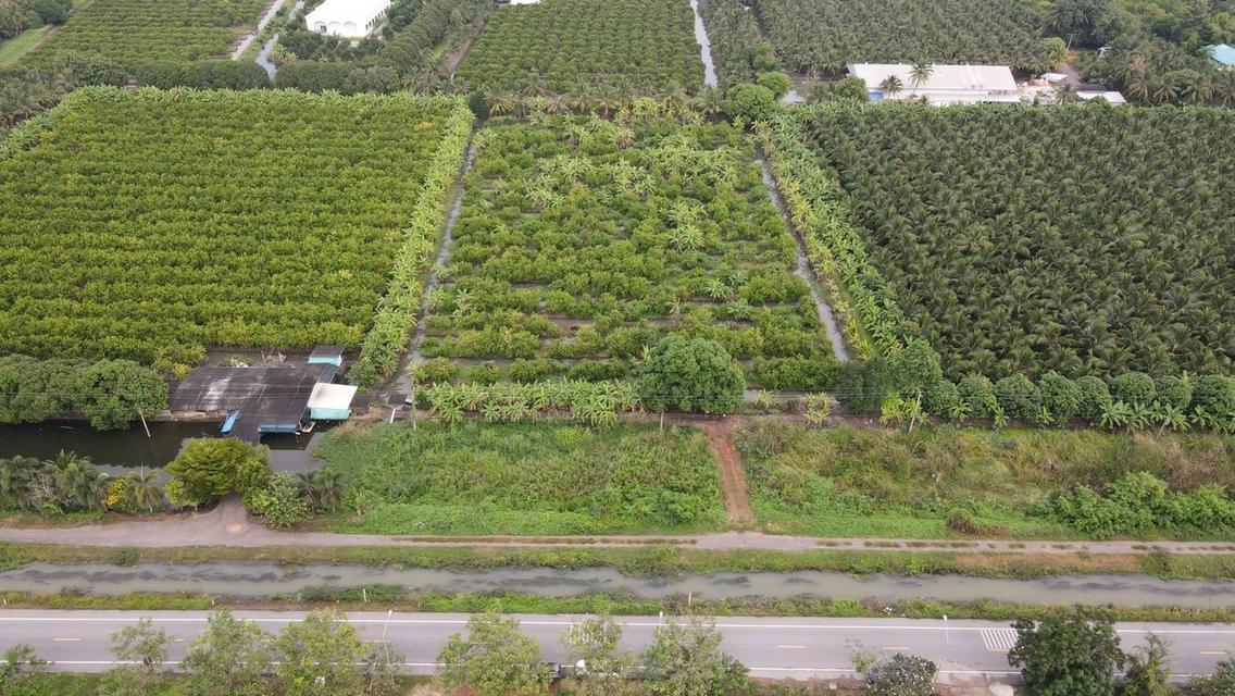 ขายที่ดินสวยเป็นที่สวน ติดหลังวัดหลวงพ่อสด ด้านหน้าติดถนนคลองชลประทาน ยาวประมาณ 600 เมตร ตำบลแพงพวย อำเภอดำเนินสะดวก จังหวัดราชบุรี ทั้งหมด 56 ไร่เศษ 8