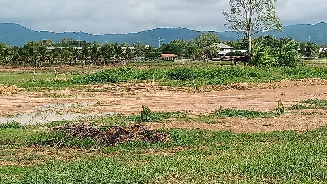ขายที่ดินว่างเปล่า(ที่นาเกษตรกรรม) เนื้อที่ 12 ไร่   ตำบลดอนมูล อำเภอสูงเม่น จังหวัดแพร่ ติดถนน 3 ด้าน 11