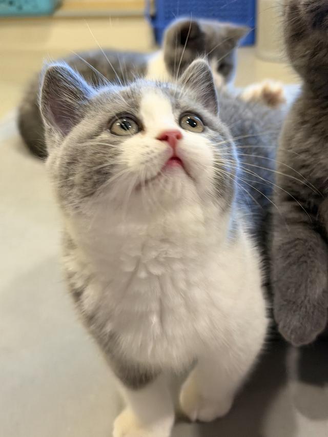 แมวบริติชสายเลือดแชมป์ รูปที่ 5