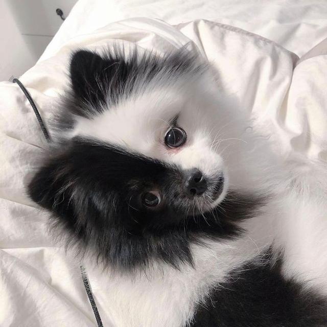 น้องสุนัข ปอมเมอเรเนียน สีขาวดำสุดน่ารัก 1