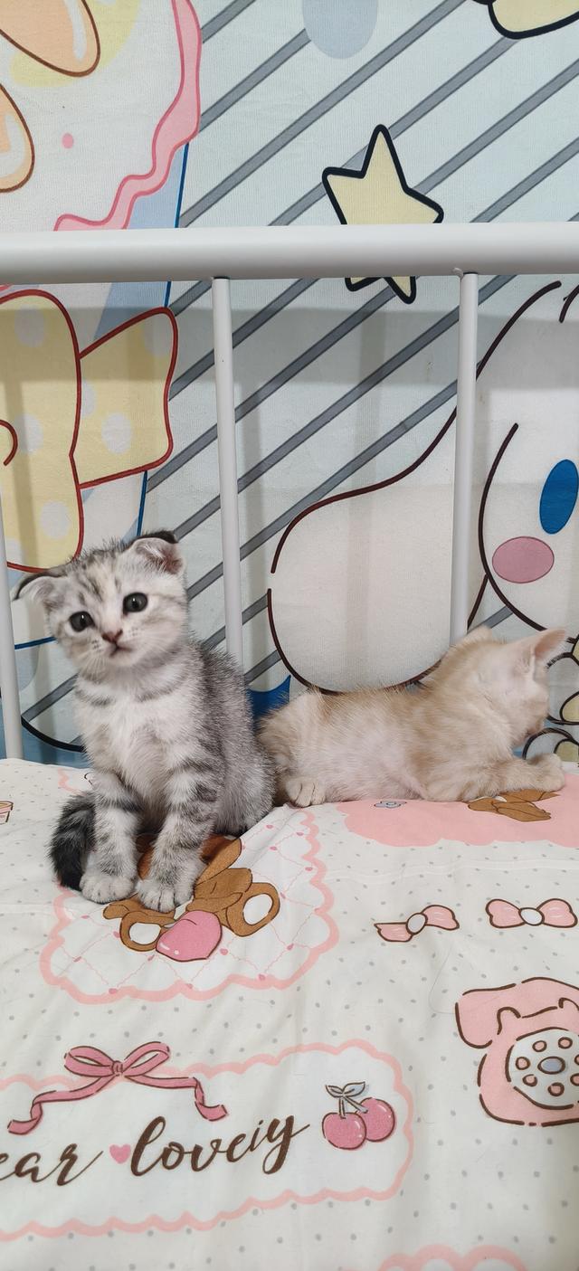 สก้อตติชอเมริกันช๊อตแฮร์ รูปที่ 3