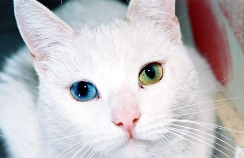หาบ้านใหม่น้องแมวขาวมณีเป็นแมวมงคล 1