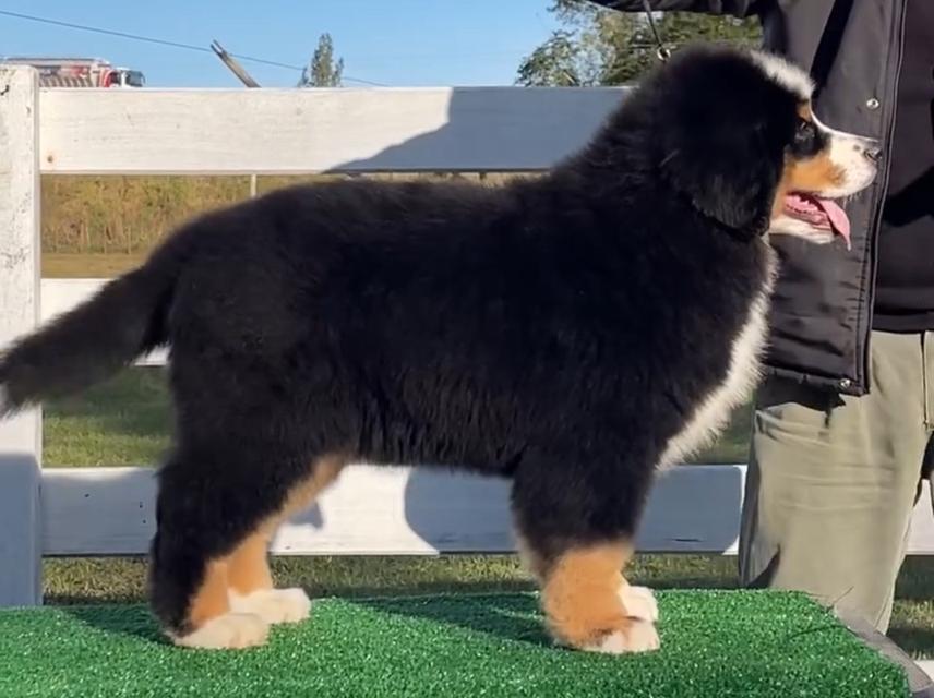 พร้อมขายน้องหมา Bernese Mountain Dog 3