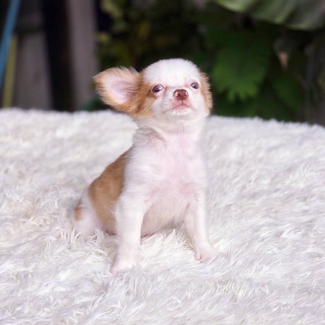 ชิวาวาแท้ขนยาว เพศเมีย พร้อมย้ายบ้าน