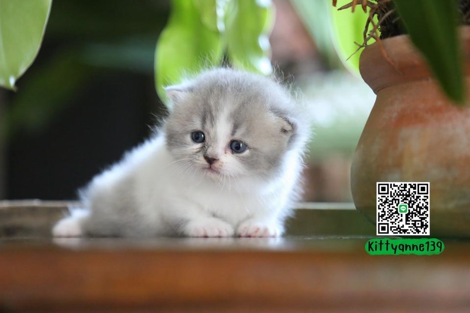 แมวเปอร์เซียผสมบริติช รูปที่ 17