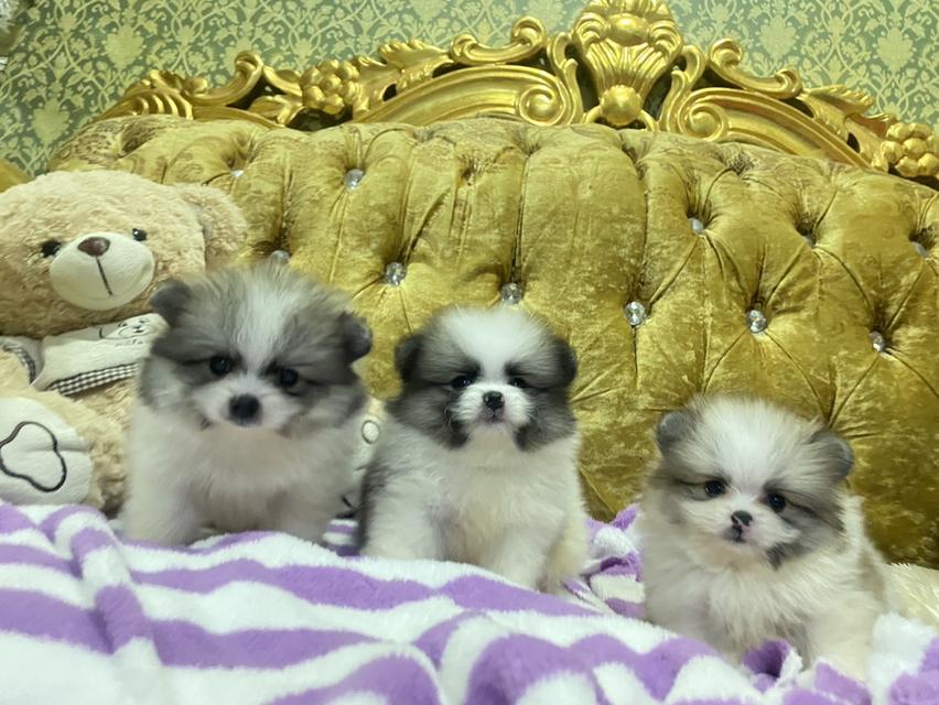 ปอมปอมแท้ ทีคัพ อ้วนกลมหมี ราคาพิเศษ รูปที่ 5