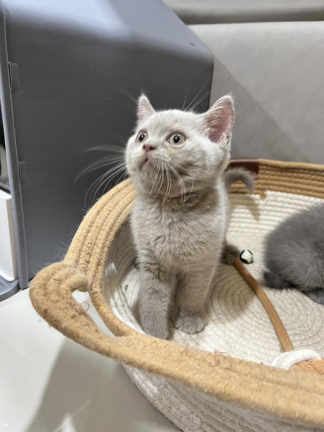 British Shorthair บริติช ช็อตแฮร์ สายพันธุ์แท้ WCF