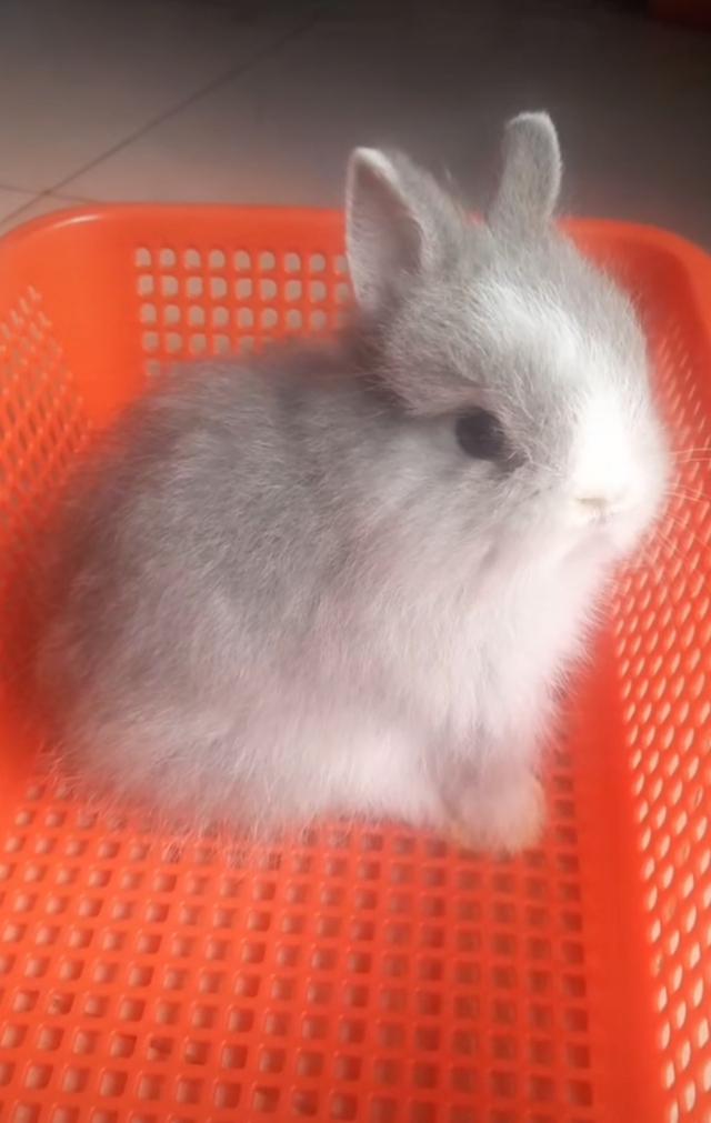 กระต่ายเจอร์ซี วูลลีสีเทา