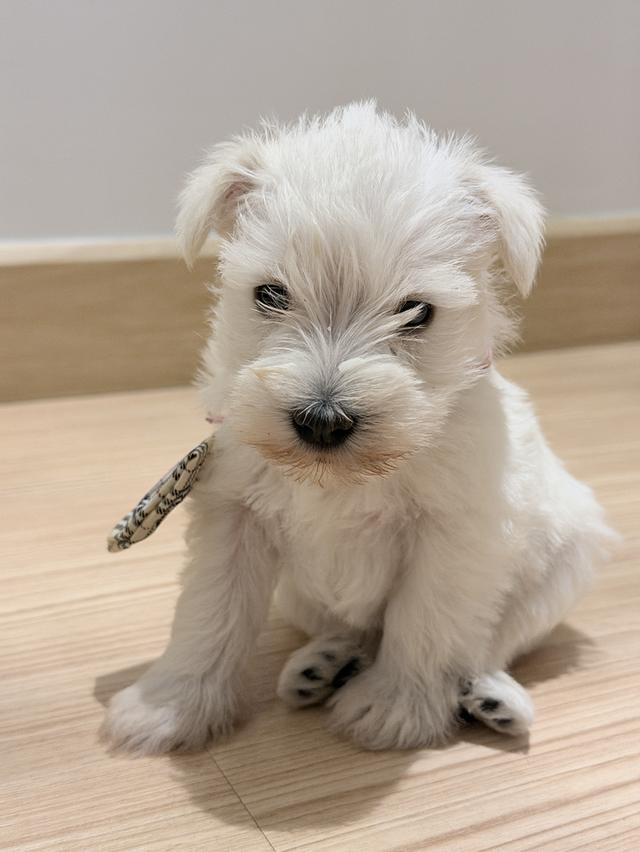 ลูกสุนัข miniature schnauzer เพศเมีย สีขาว