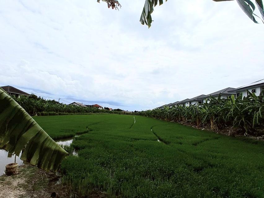 ขายที่ดิน 12 ไร่ (4,800 ตารางวา) ตำบลบ้านใหม่(บางคูรัด) อำเภอบางใหญ่ จังหวัดนนทบุรี 2