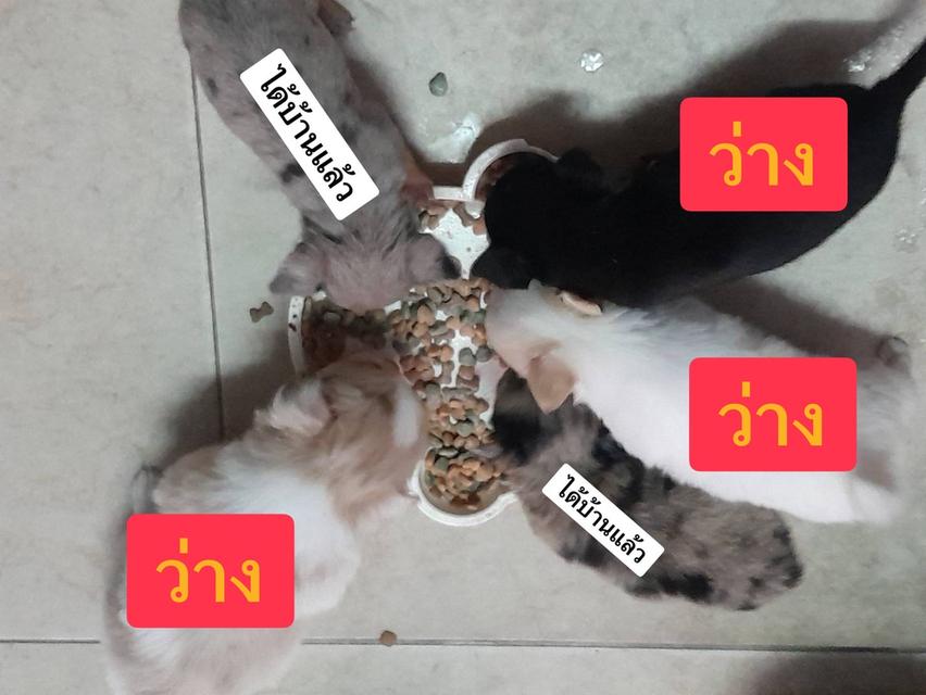 ชิวาวาแท้ นนทบุรี ญ 2 ช 1