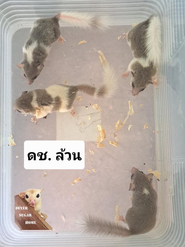 หนูดอร์เมาส์ กระรอกจิ๋ว