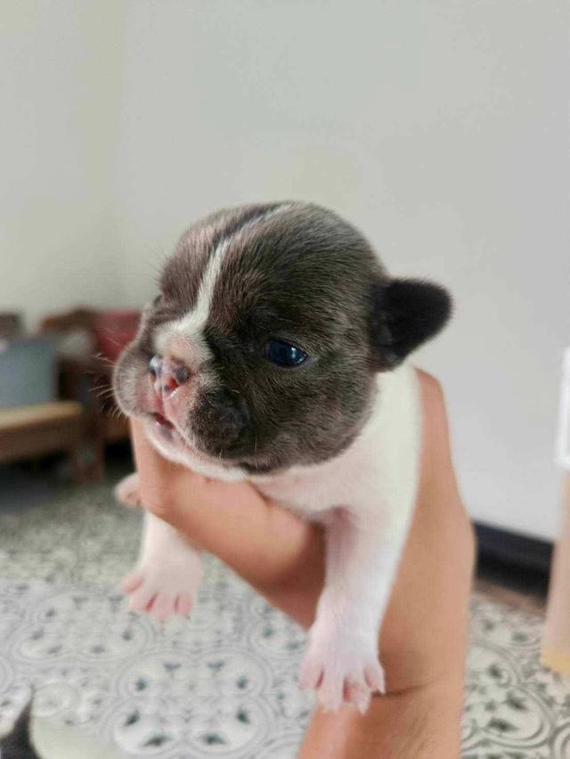 ลูก French Bulldog ราคาเบาๆ