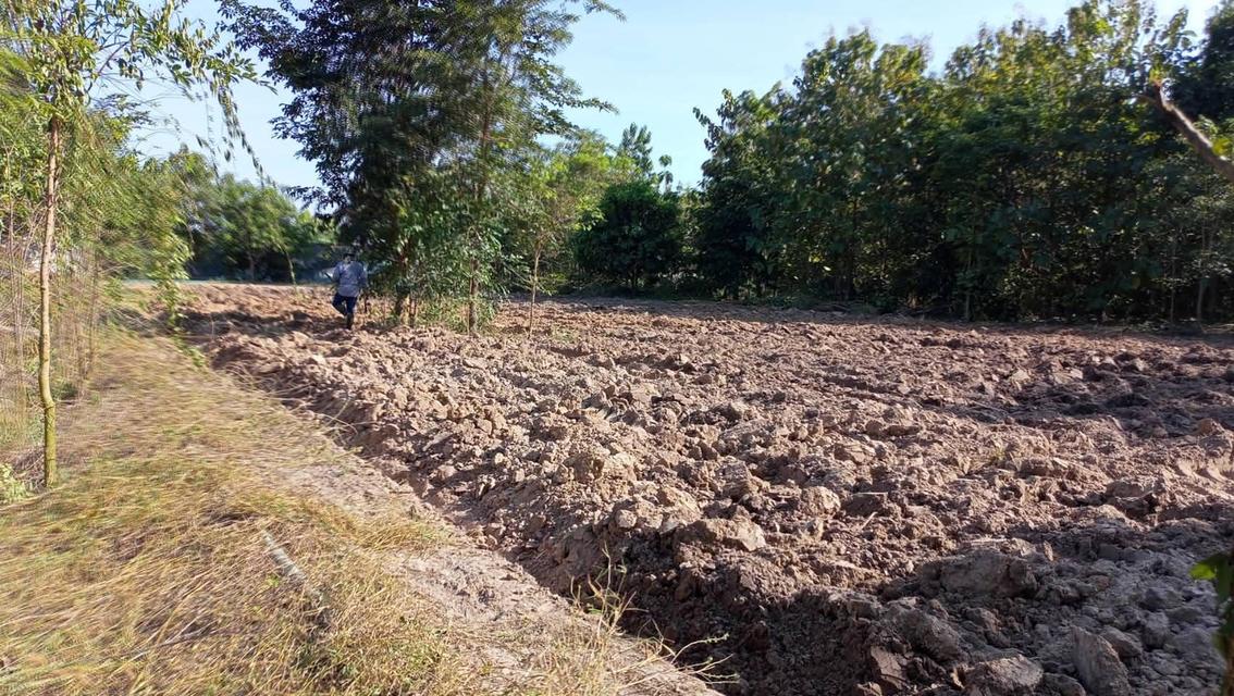 ที่ดินจำนวน 5 ไร่สระกระโจม ดอนเจดีย์ สุพรรณบุรี 16