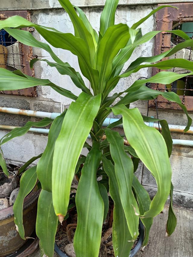 ต้นวาสนา​ 65​ ซม. 3