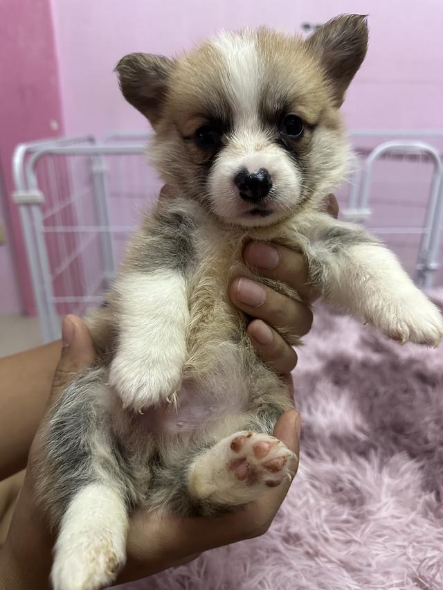 สุนัขคอร์กี้ คอร์กี้ขาสั้น  4