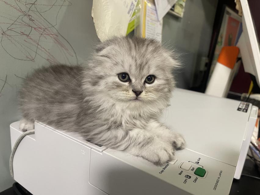 เปิดจองเด็กชาย (สก๊อตติชโฟผสม)