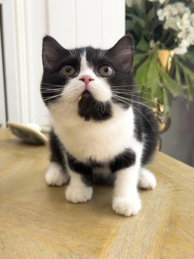 แมว Scottish fold baby girl รูปย่อยที่ 3