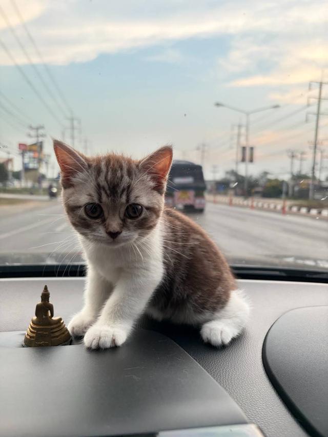 เด็กหญิง พร้อมย้าย พ่อแม่พกใบเพ็ดทั้งคู่ รูปที่ 15