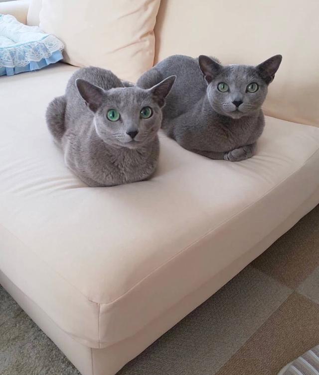 หาบ้านให้แมว Russian Blue ฟอร์มสวย เกรดประกวด 2