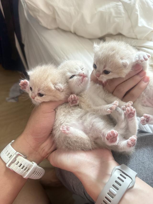 British NY Pedigree WCF เจ้าของขายเอง