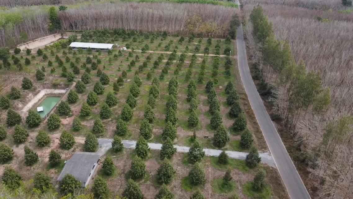 สวนทุเรียนจังหวัดระยอง เนื้อที่ 8 ไร่ 3 งาน 9 ตรว ราคาไร่ละ1,000,000 บาท ต.ชำฆ้อ อ.เขาชะเมา จ.ระยอง เขตติดต่อ อ.แกลง จังหวัดระยอง พื้นที่สวยทำเลดีมาก 10