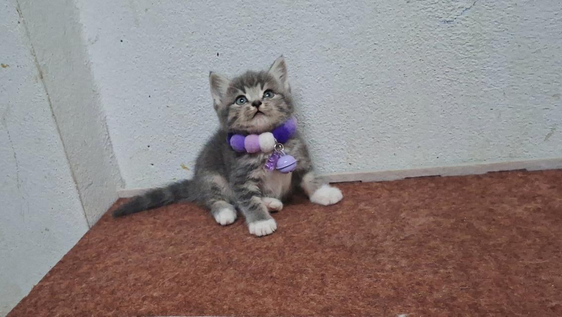 แมวสก๊อตติช ชาย1หญิง1 รูปที่ 7