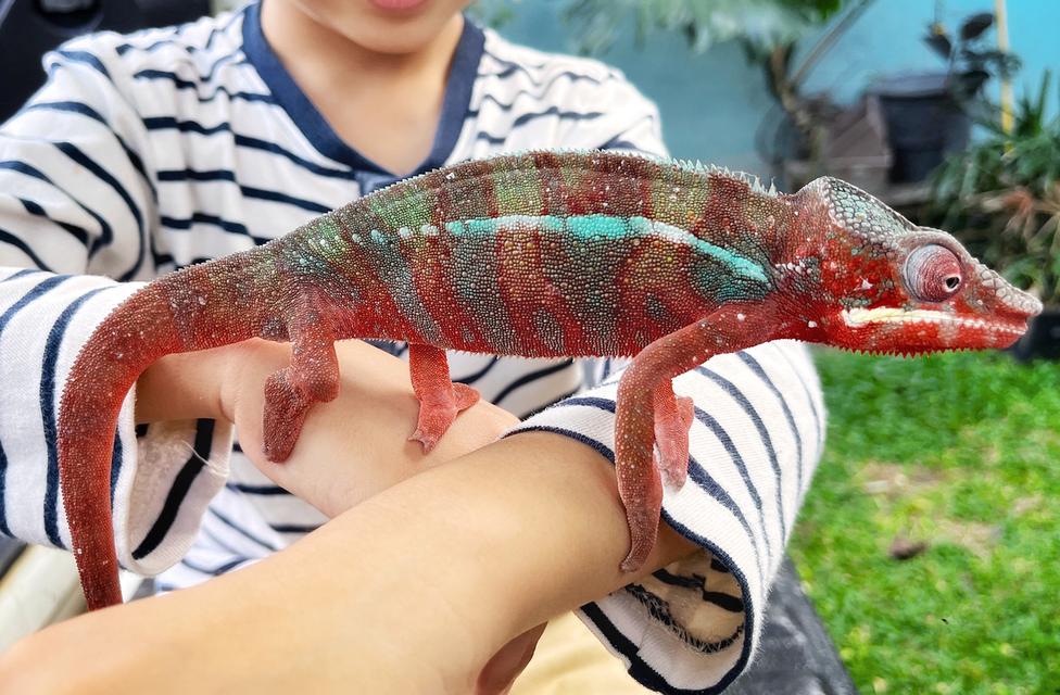 กิังก่า Chameleon Panther รูปย่อยที่ 3