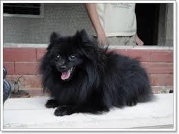 สุนัขปอมเมอเรเนียนสีดำ 3