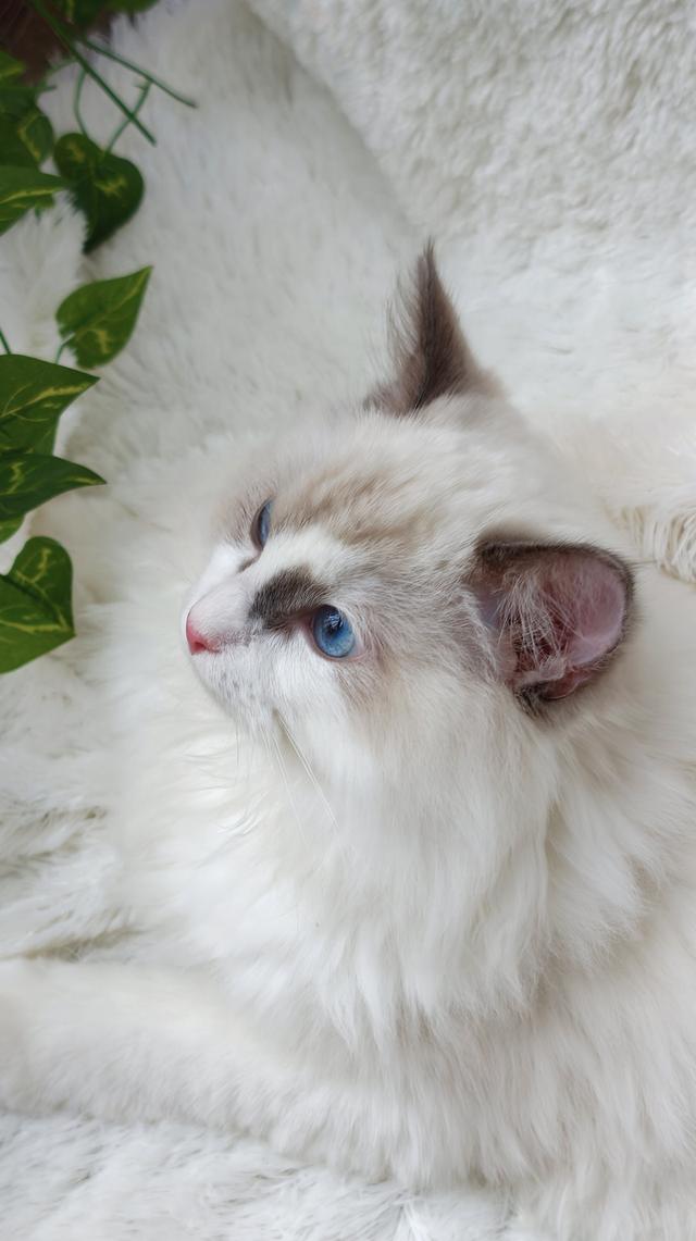 ลูกแมวแร็กดอลล์สายพันธุ์แท้ ดวงตาสีฟ้าสวยงาม 🐾💙 รูปที่ 7