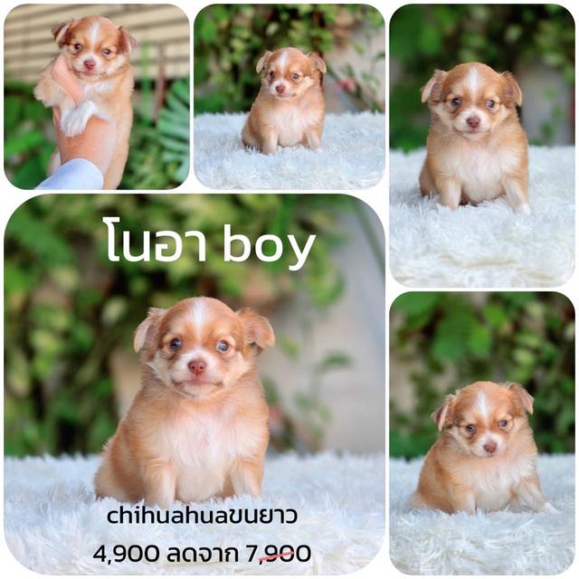 ชิวาวาแท้ ขนยาว พิกัดรามอินทรา