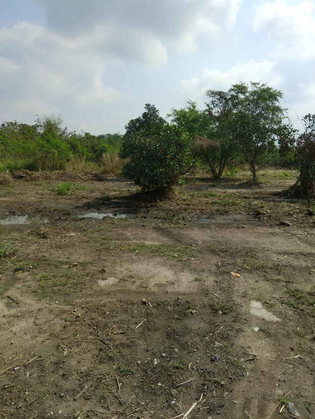 ขายที่ดินลาดกระทิง 3 ไร่ ติดถนนลาดยางติดลำราง ใกล้ถนนเส้น3259-2กม. อ.สนามชัยเขต ฉะเชิงเทรา 9