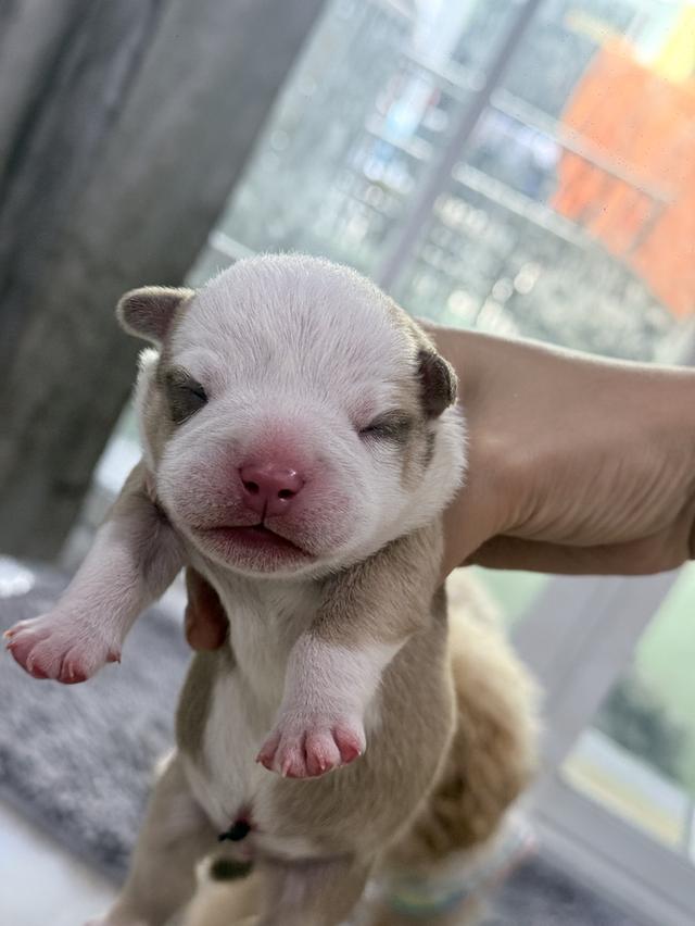 มัดจำแล้ว American bully exotic เพศผู้สีพาย รูปที่ 3