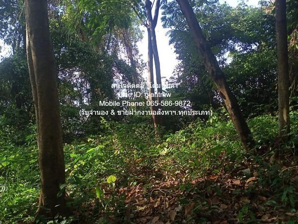 พื้นที่ดิน ขายที่ดินสวนป่า บนเนินไหล่เขา วิวทะเล (Seaview) เกาะสิเหร่ ภูเก็ต 5-0-48.7 ไร่ (ห่างชายทะเล 100 ม.), ราคา 76, 5