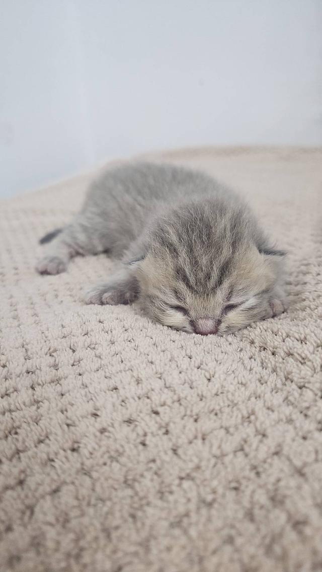 Scottish Fold สก็อตติชโฟลด์ แท้ 7