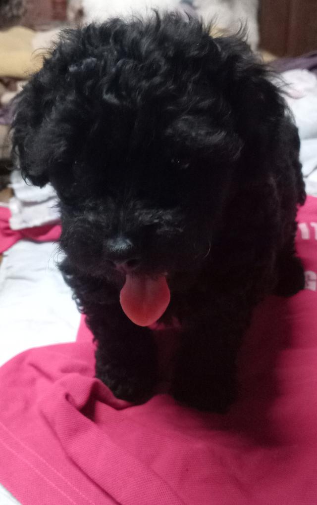 ขายลูกสุนัขพันธุ์พุดเดิ่ล รูปที่ 5