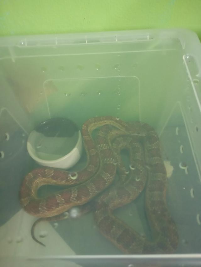 งูคอนสเน็ค Normal Ph.scaleless ปี 23