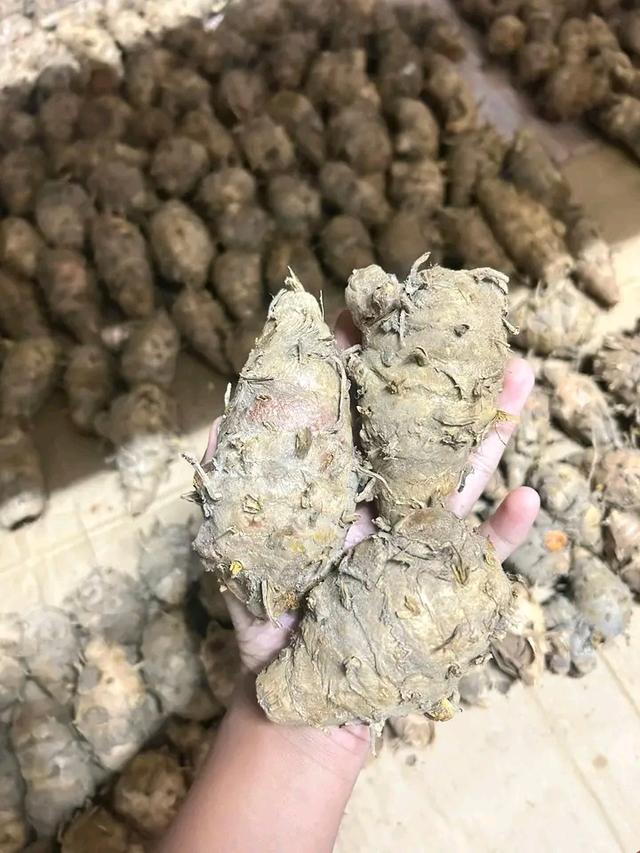 แม่ขมิ้นทาวัวชน,ทาไก่ รูปที่ 3