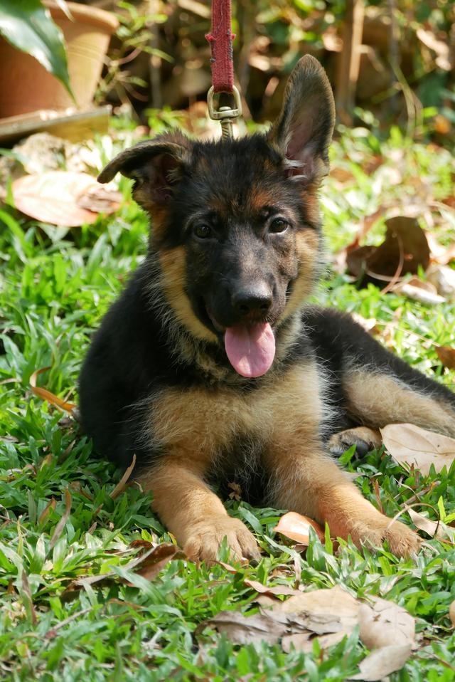 สุนัขเยอรมันเชพเพอด ลูกสุนัข รูปที่ 6