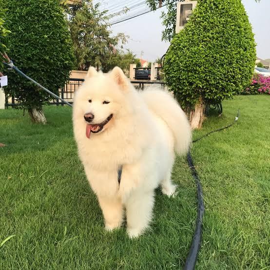 สุนัขสายพันธุ์ซามอยด์ (Samoyed)