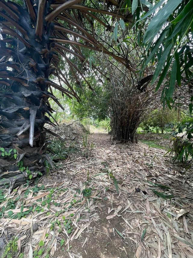 ที่ดินแถวท่าอิฐ ต.บากเกร็ด จ.นนทบุรี 9