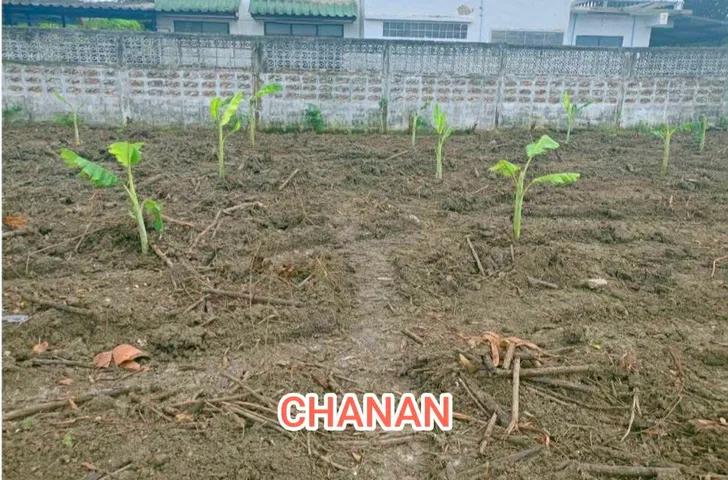 ขายที่ดิน ถ.แพรกษา ซ.เทศบาลบางปู26 อ.เมืองสมุทรปราการ จ.สมุทรปราการ เนื้อที่1ไร่86.8ตรว 4