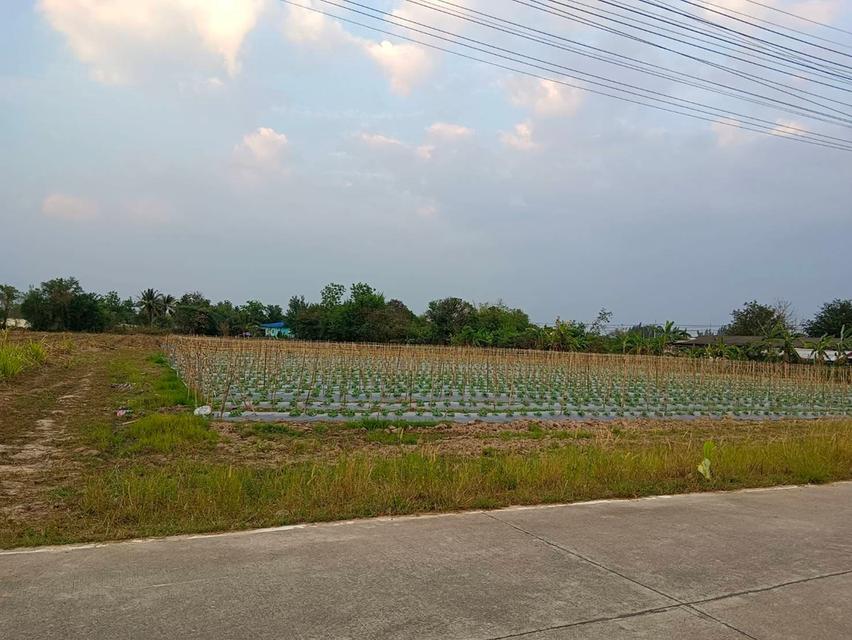 ขายที่ดินหนองบอนแดง 5 ไร่ ซอยทุ่งโปร่ง4/2 ใกล้ถนนวิฑูรดำริ-2กม. อ.บ้านบึง ชลบุรี 2