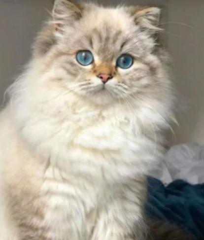 แมว เปอร์เซีย ตาสีฟ้า 1