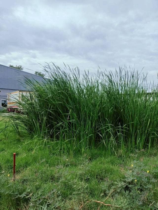 ขายด่วนที่ดินราชาเทวะ 100 ตรว ทำเลดี มีอนาคต  ซ.กิ่งแก้ว 45 อ.บางพลี จ.สมุทรปราการ 5