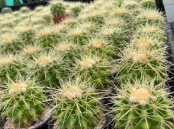 แคคตัสถังทองGolden barrel cactus 2