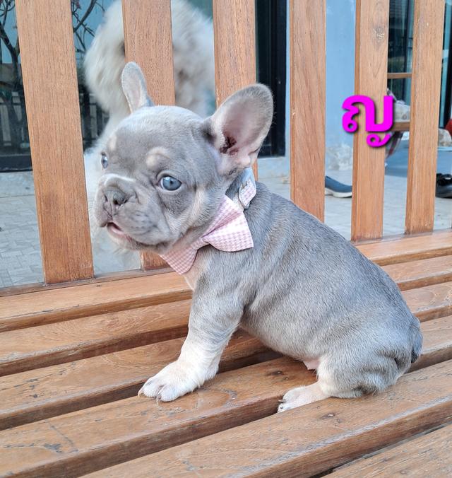 เฟรนซ์ บลูด็อก ไลแลคแทน รูปที่ 4